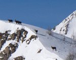 Salita con ciaspole al Rif Calvi passando dalla Baita Armentarga per troppa neve il 15 febb 09  - FOTOGALLERY